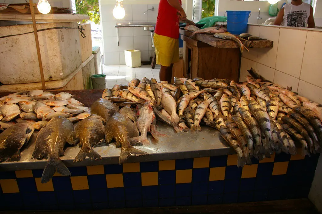 Peixes frescos na banca, em Manaus